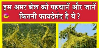 Amarbel Benefits