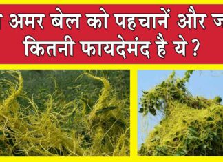 Amarbel Benefits