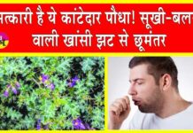 Bhatkataiya Benefits