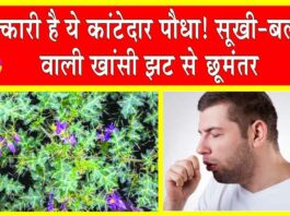 Bhatkataiya Benefits