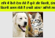 Dog And Cat Clearly See At Night