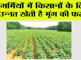 Moong Crop