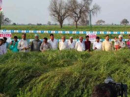 Pioneer Mustard Crop Farming