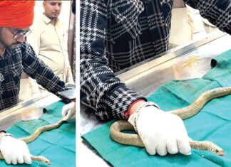 Snake News