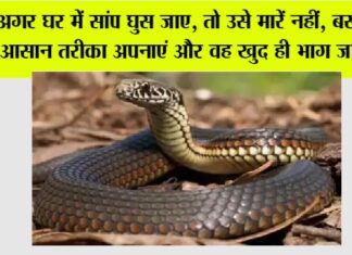 Snake News: अगर घर में सांप घुस जाए, तो उसे मारें नहीं, बस एक आसान तरीका अपनाएं और वह खुद ही भाग जाएगा! Snake News