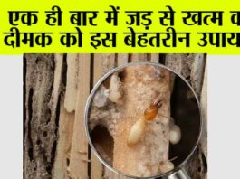 Termite Home Remedies