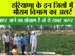 Haryana Weather: हरियाणा के इन जिलों में मौसम विभाग का अलर्ट Haryana Weather