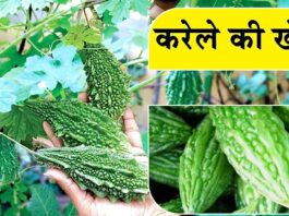 Karela