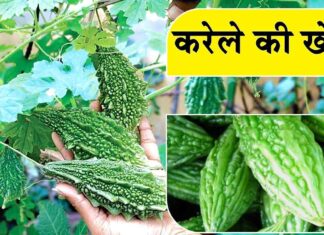 Karela