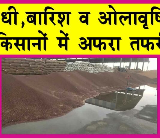 Sirsa Weather: बेमौसमी बारिश, ओलावृष्टि व आंधी से किसानों में हड़कंप! Sirsa Weather