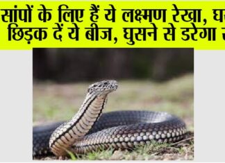 Snake