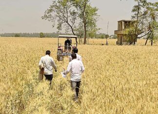 Sirsa News