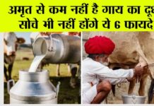 Badri Cow Milk Benefits