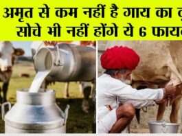Badri Cow Milk Benefits: अमृत से कम नहीं है गाय का दूध, सोचे भी नहीं होंगे ये 6 फायदे Badri Cow Milk Benefits