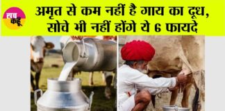 Badri Cow Milk Benefits