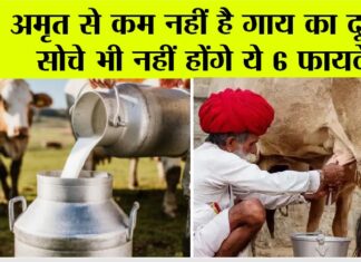 Badri Cow Milk Benefits