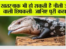 Blue Tongue: