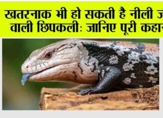 Blue Tongue: