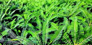 Dhaincha Crop