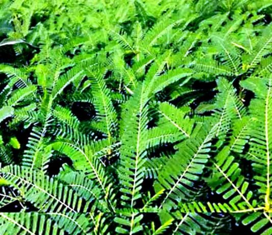 Dhaincha Crop