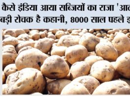 History and origin of Potato