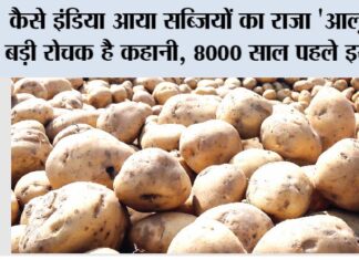 History and origin of Potato