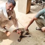 Jakhal News