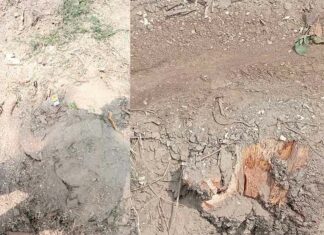 मीरापुर में हरे-भरे आम के पेड़ों की बेरहमी से कटाई, वन विभाग पर मिलीभगत के आरोप Mirapur News