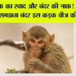 Monkey Animal Facts