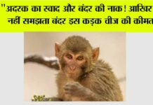Monkey Animal Facts