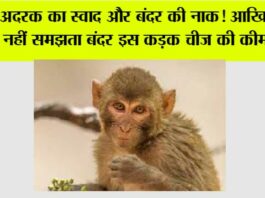 Monkey Animal Facts