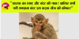 Monkey Animal Facts