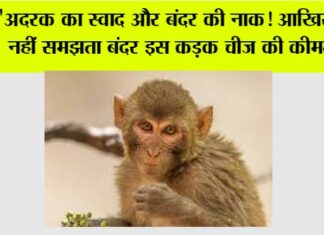Monkey Animal Facts