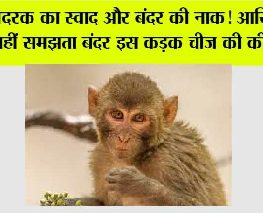 Monkey Animal Facts