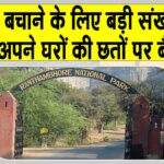 Ranthambore News