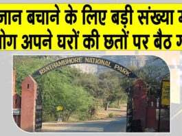 Ranthambore News