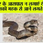 Snake