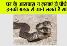 Snake