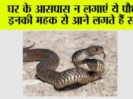 Snake
