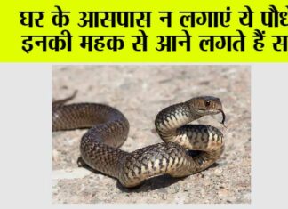 Snake