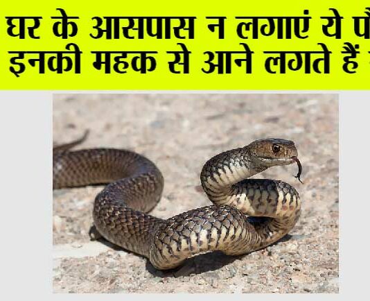 Snake: गर्मी में इन पौधों से बन सकता है साँपों का बसेरा, जाने अनजाने घर को न बनाएं नागों का अड्डा Snake