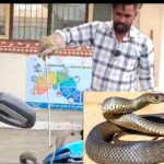 Snake News