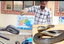 Snake News