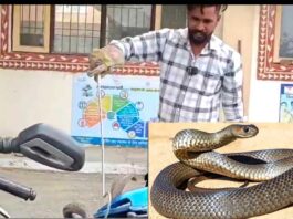 Snake News