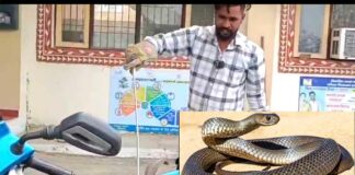 Snake News