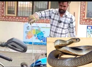 Snake News