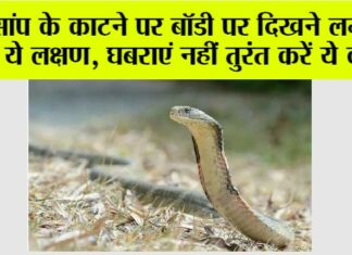 Snake News