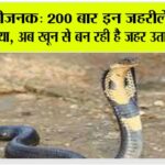 cobra news