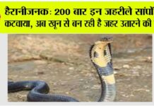 cobra news