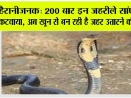 cobra news
